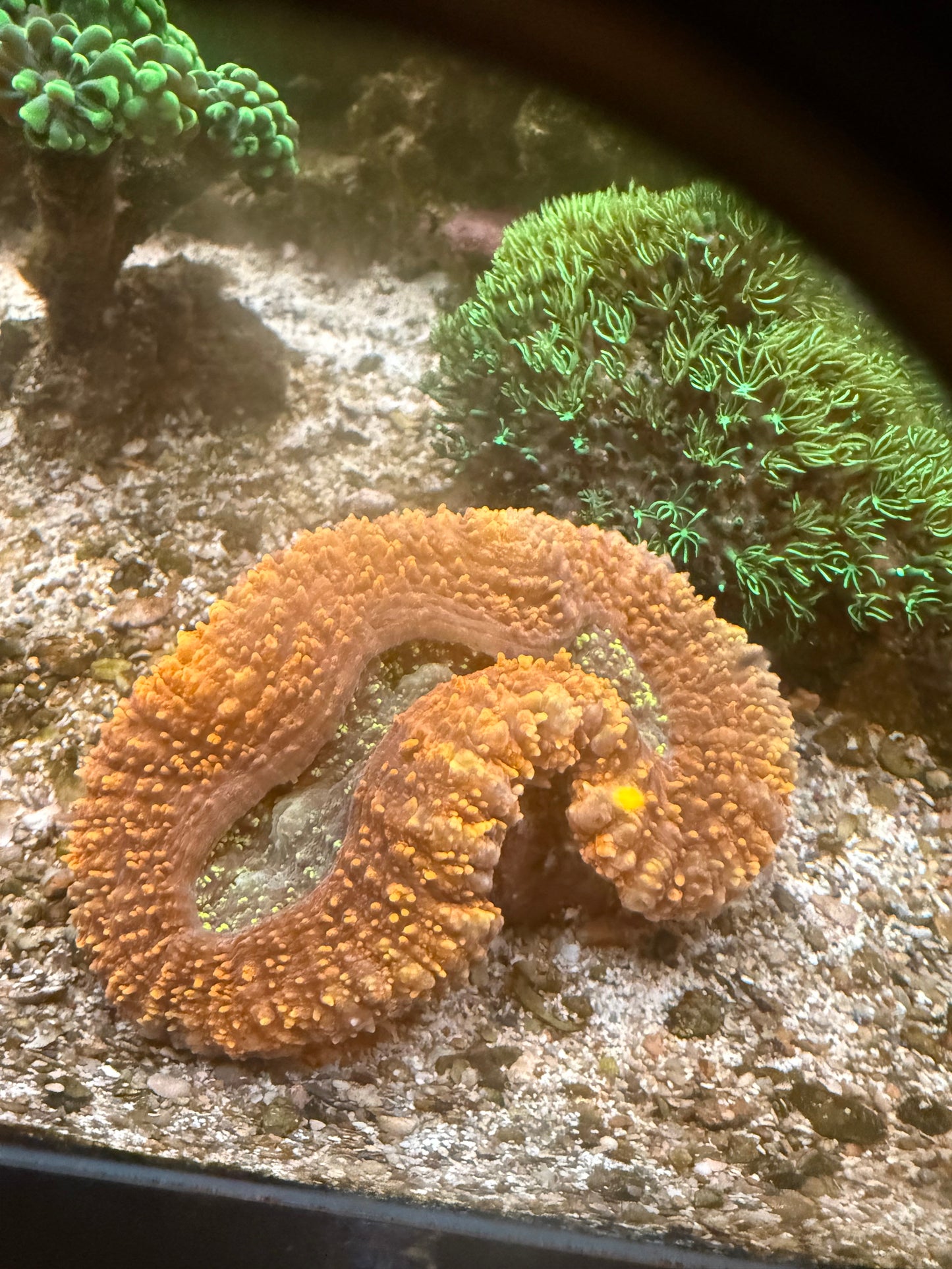Peach Passion Trachyphyllia