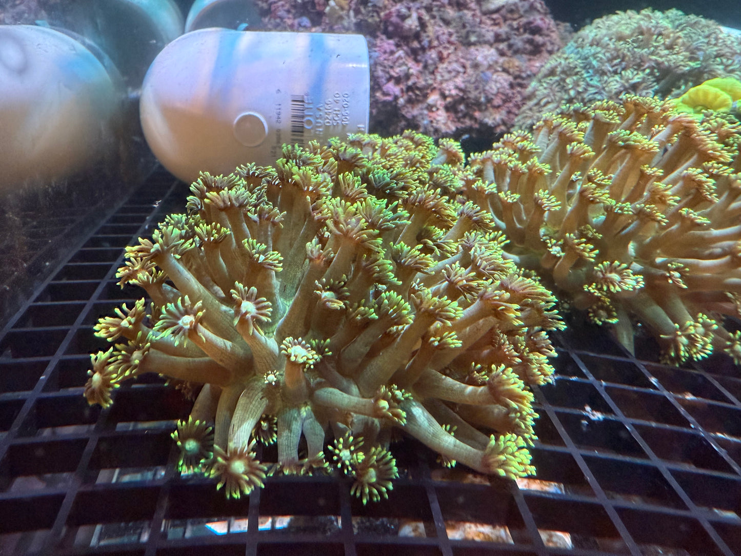 WYSIWYG Metallic Green Unicorn XL Frag