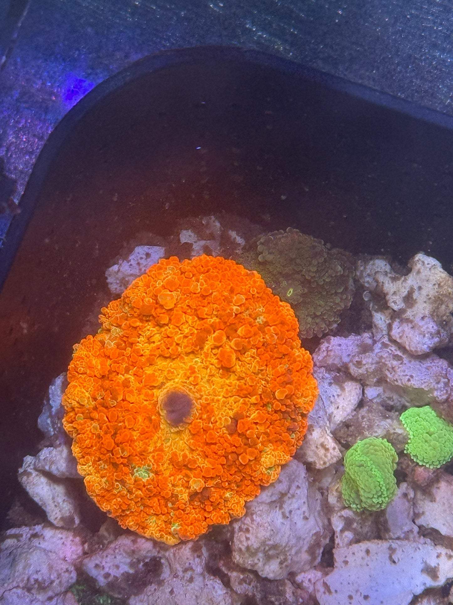 XL Purple Monster