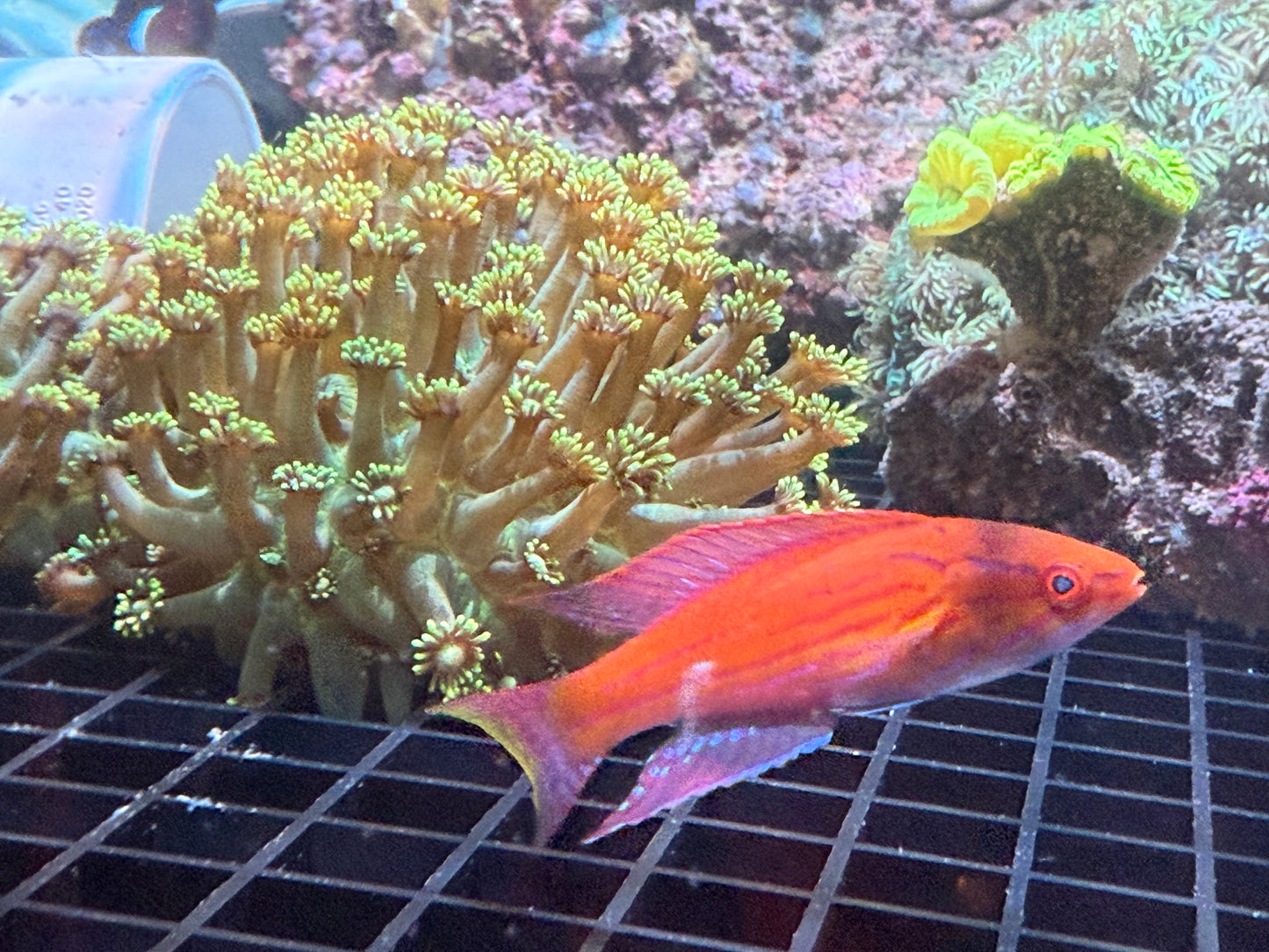 WYSIWYG Metallic Green Unicorn XL Frag
