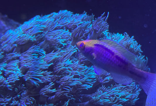 Fairy Wrasse