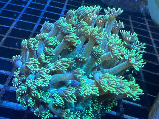 Electric Daisy Gonipora