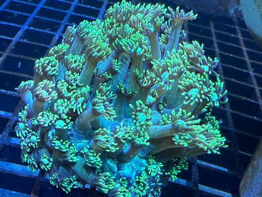 Electric Daisy Gonipora