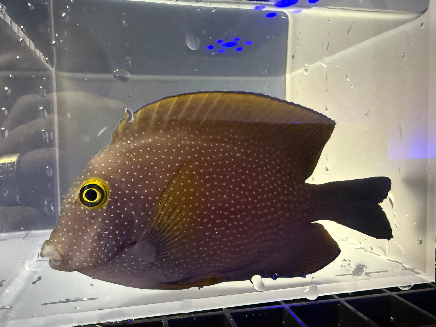 Hawaiian-Red Yellow Eye Kole tang