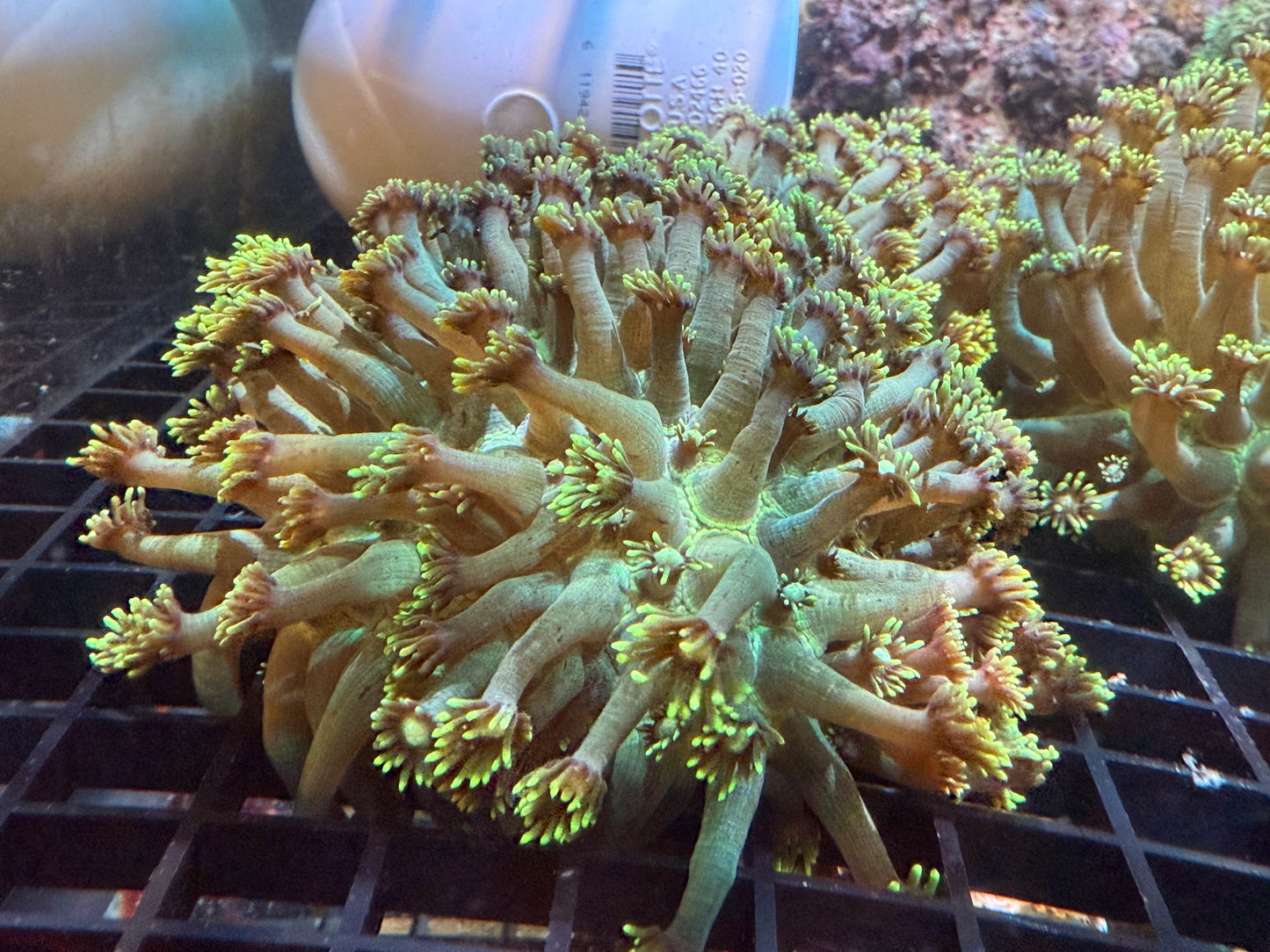 WYSIWYG Metallic Green Unicorn XL Frag