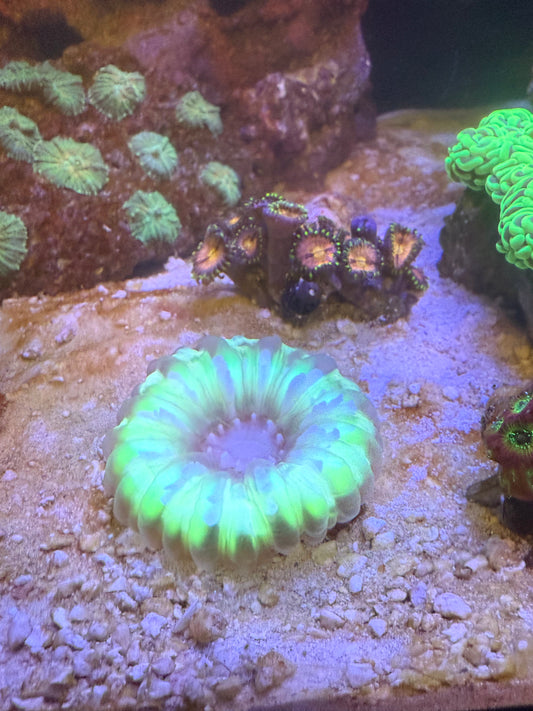Neon Cynarina coral