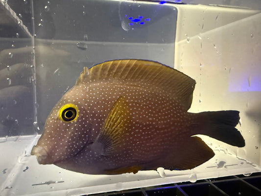 Hawaiian-Red Yellow Eye Kole tang