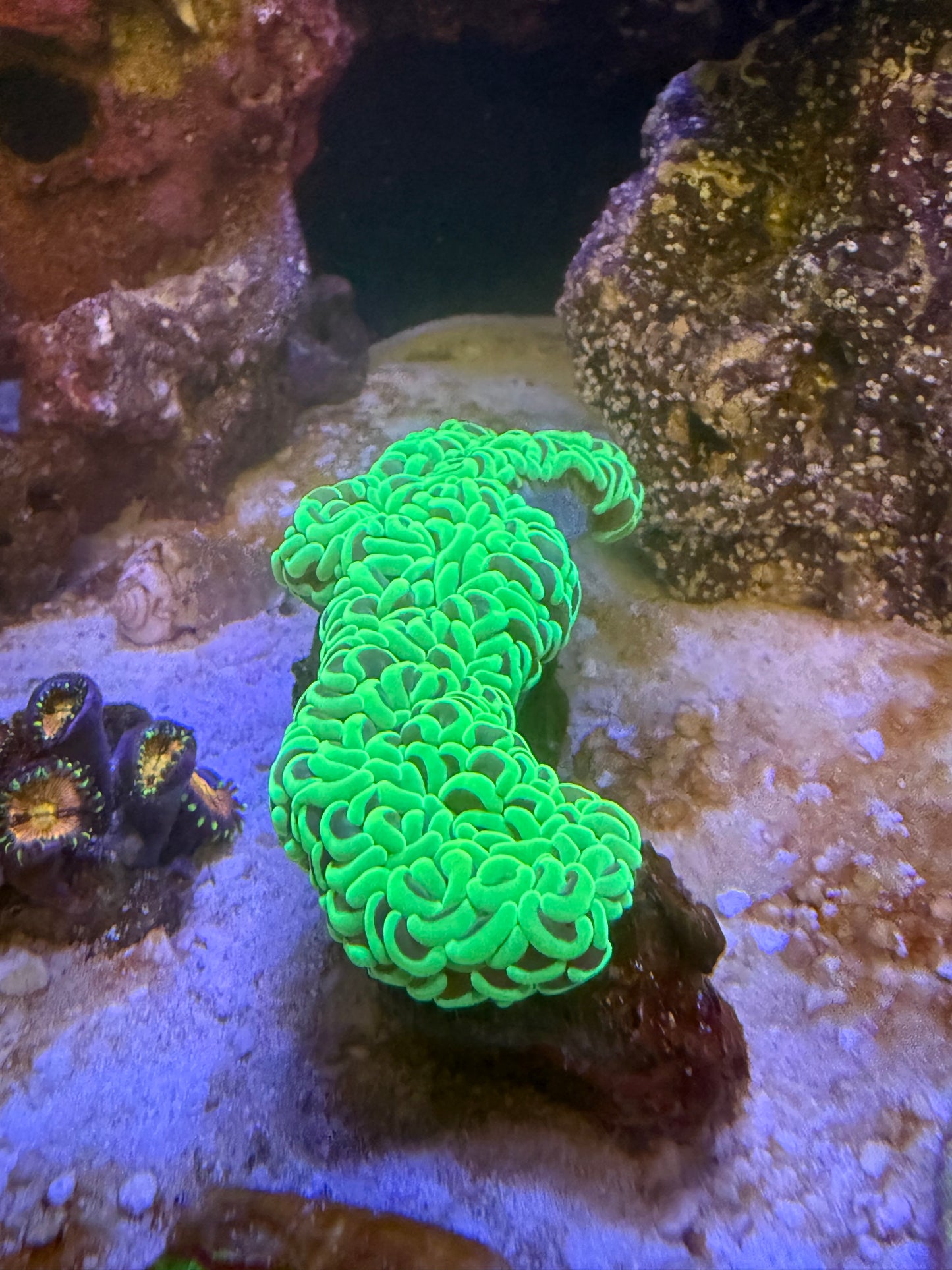 Neon Wall Hammer colony