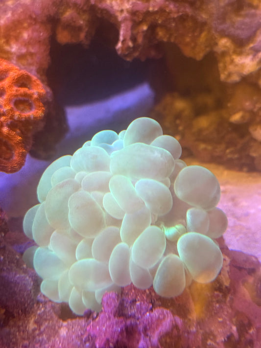 XL Neon Bubble colony