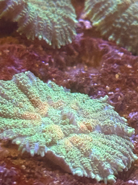 KRS Watermelon twist Rhodactis Mushroom