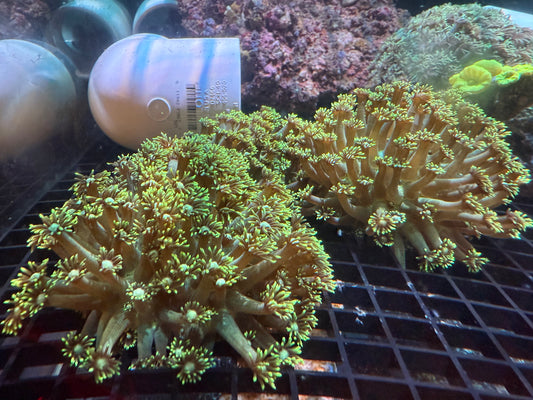 WYSIWYG Metallic Green Unicorn XL Frag
