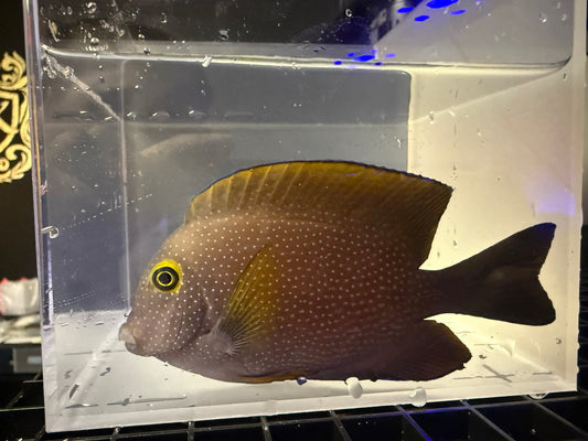 Hawaiian-Red Yellow Eye Kole tang