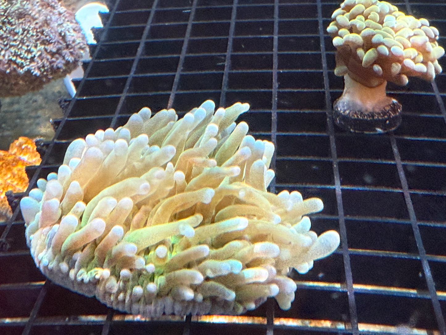 WYSIWYG Super Long Tenticle Green Plate