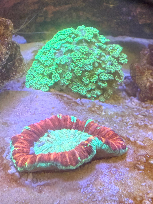 Neon Trachyphyllia coral