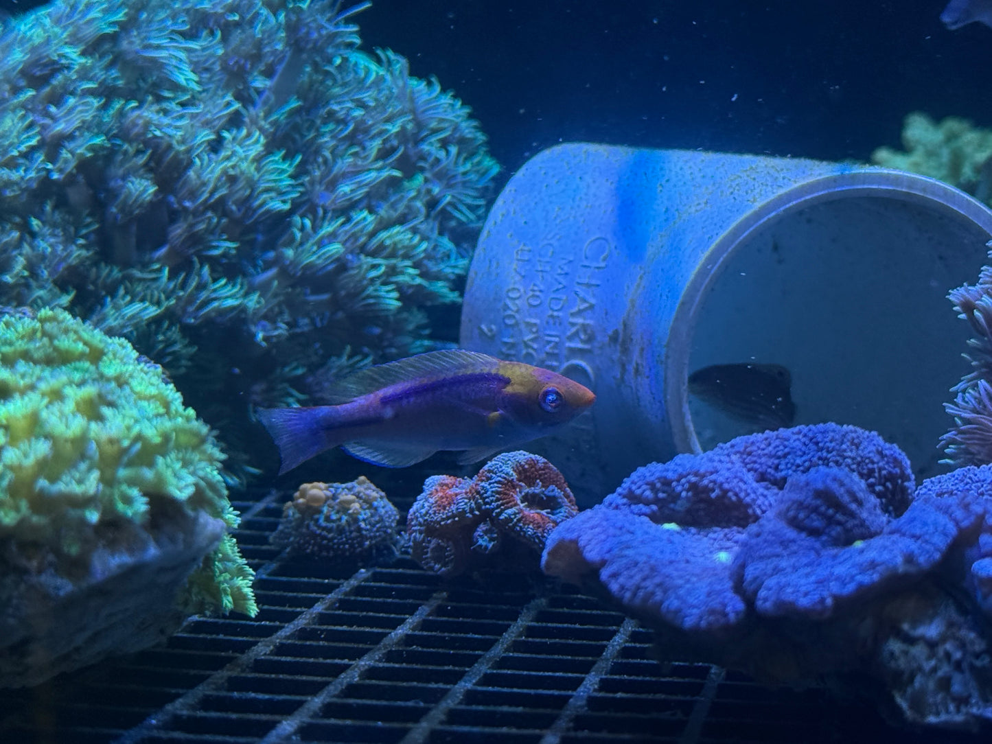 Fairy Wrasse
