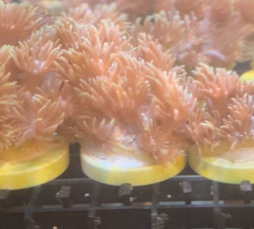 BLACK FRIDAY SPECIAL GONI