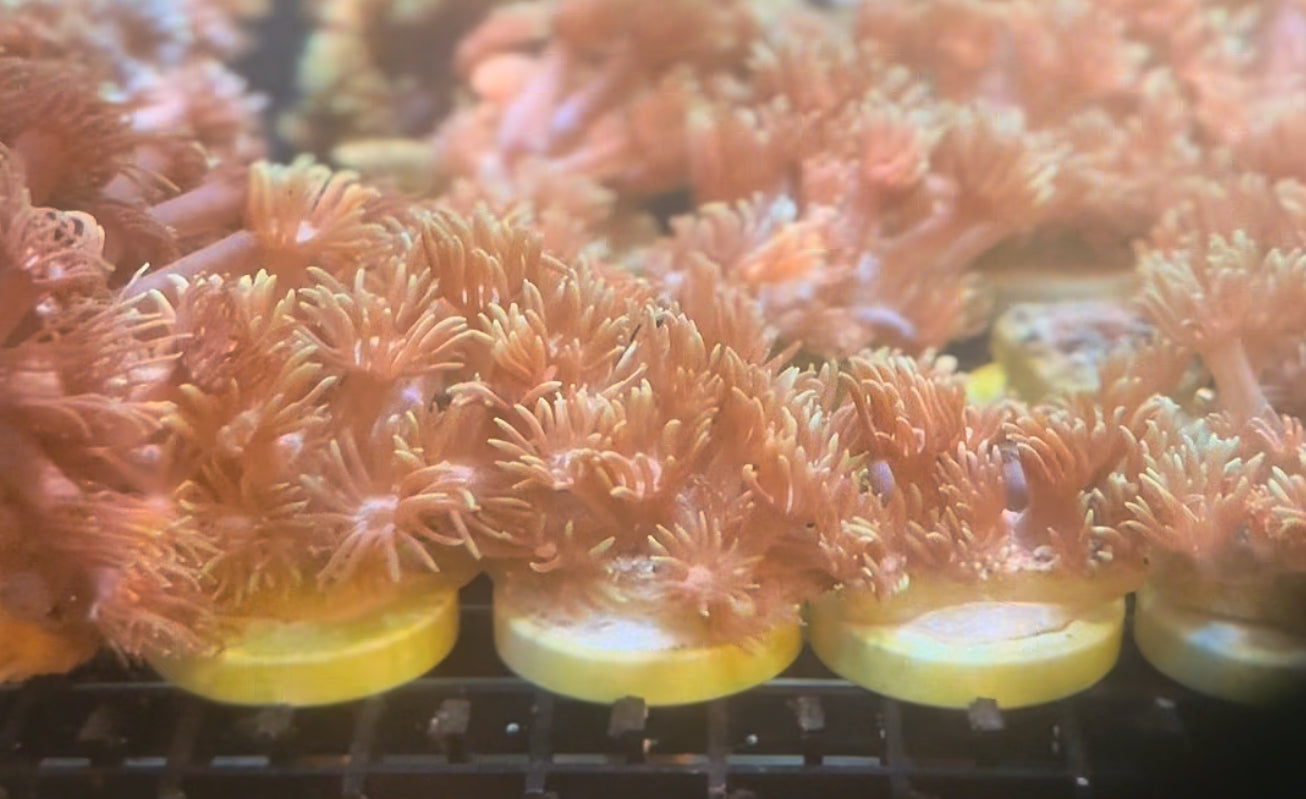 BLACK FRIDAY SPECIAL GONI