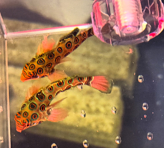 RARE Psychedelic Mandarin Dragonet Goby