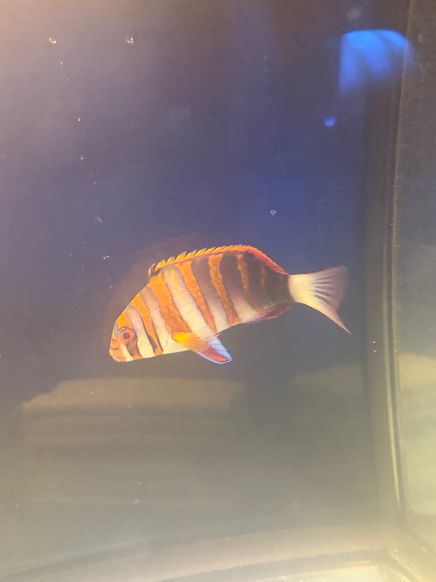 Harlequin Tusk Vibrant
