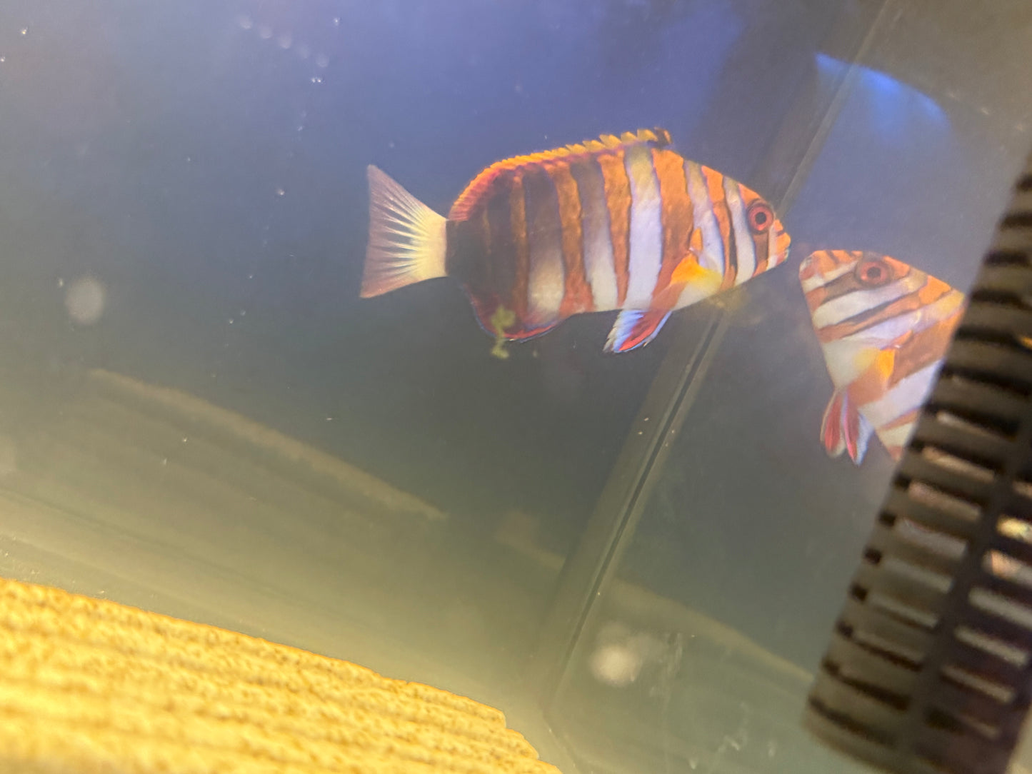 Harlequin Tusk Vibrant