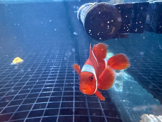 Maroon Clownfish Single