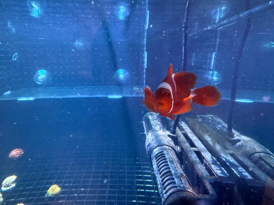 Maroon Clownfish Single