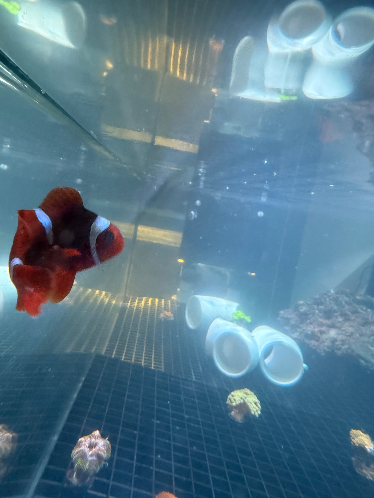 Maroon Clownfish Single