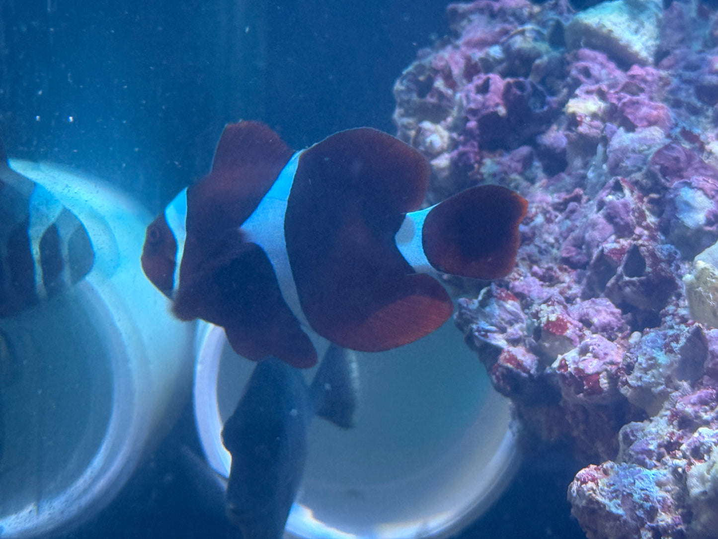 Maroon Clownfish Single