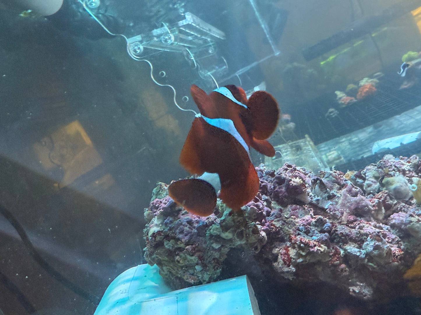Maroon Clownfish Single
