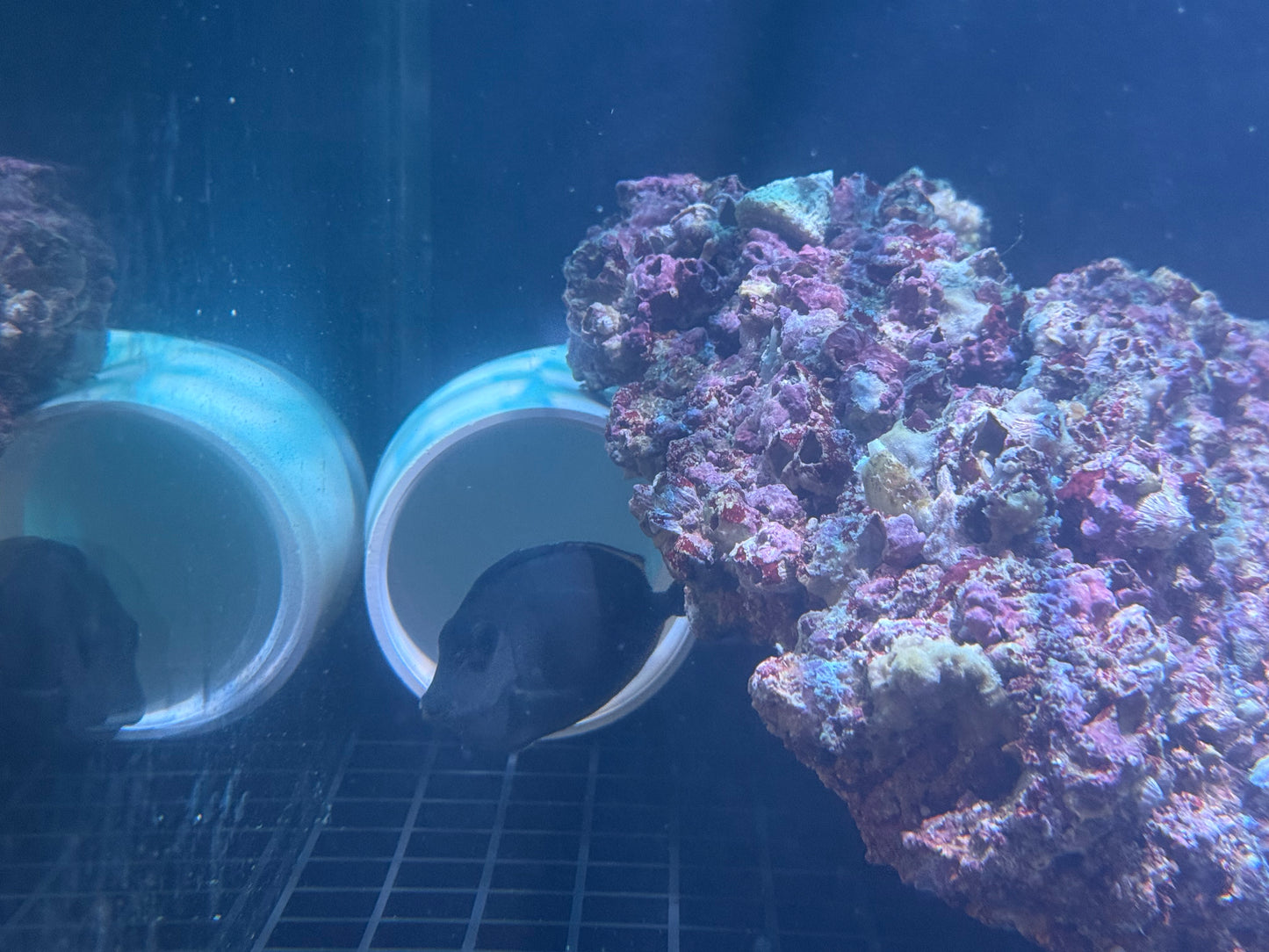 Juvenile Blonde Naso Tang