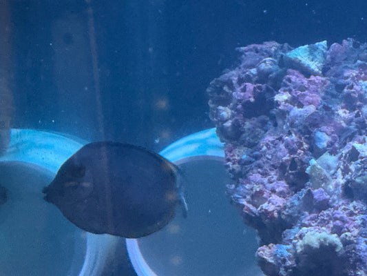 Juvenile Blonde Naso Tang