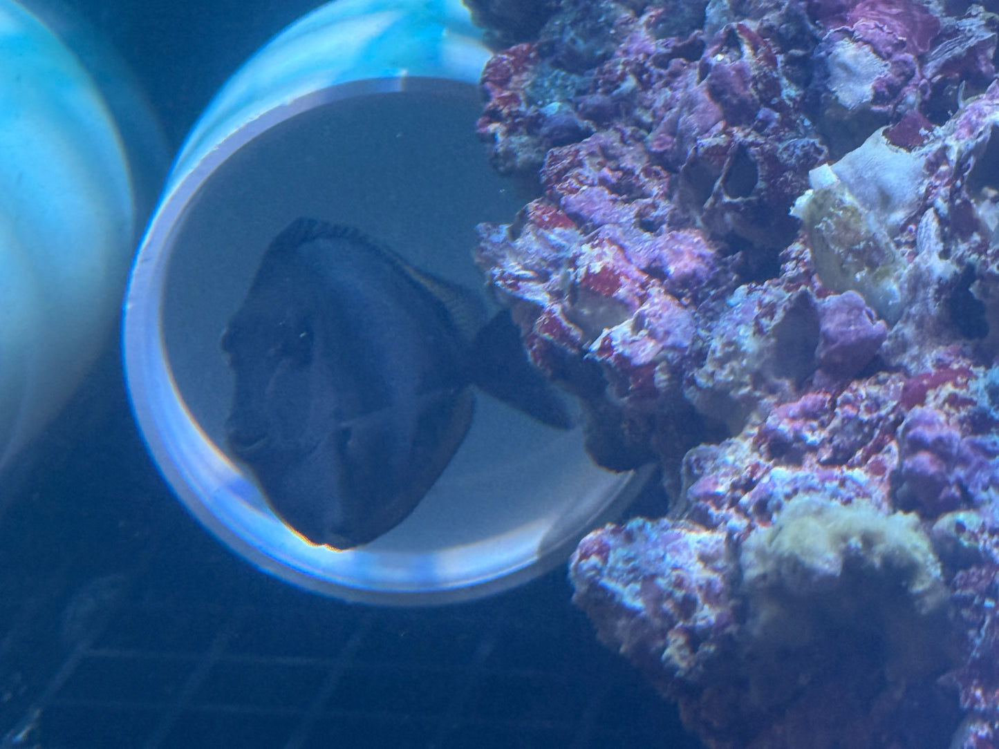 Juvenile Blonde Naso Tang