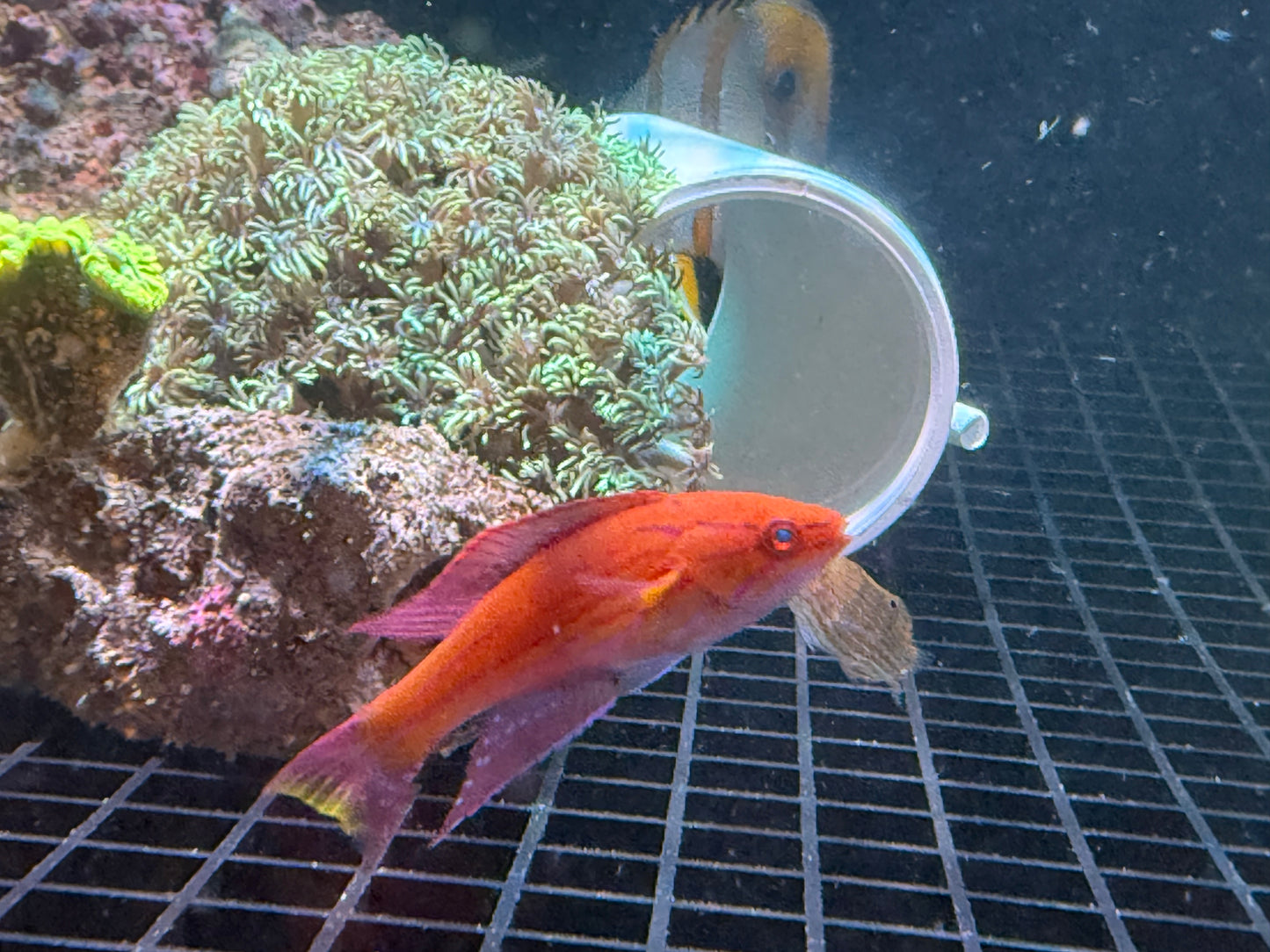 Royal Flasher Wrasse