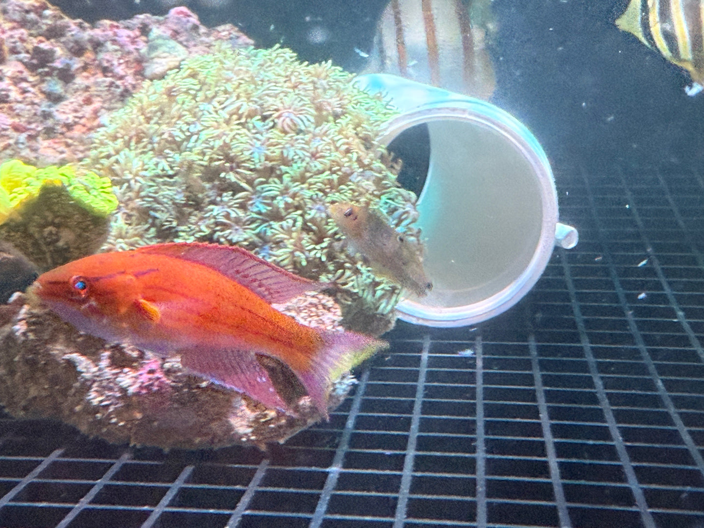 Royal Flasher Wrasse