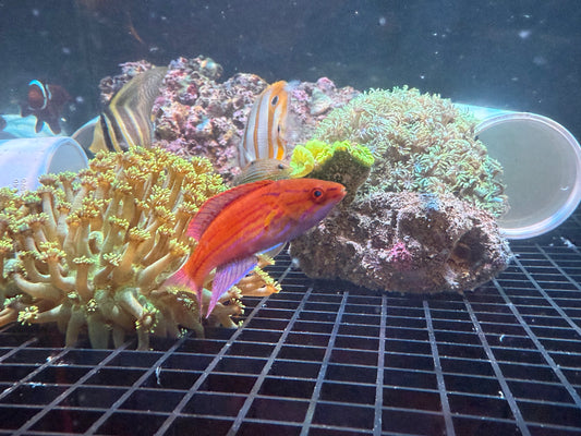 Royal Flasher Wrasse
