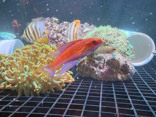 Royal Flasher Wrasse