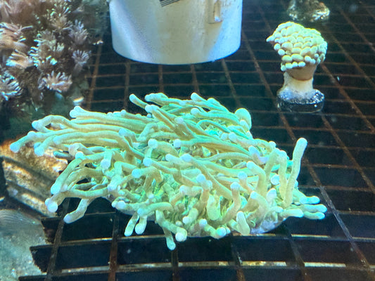WYSIWYG Super Long Tenticle Green Plate