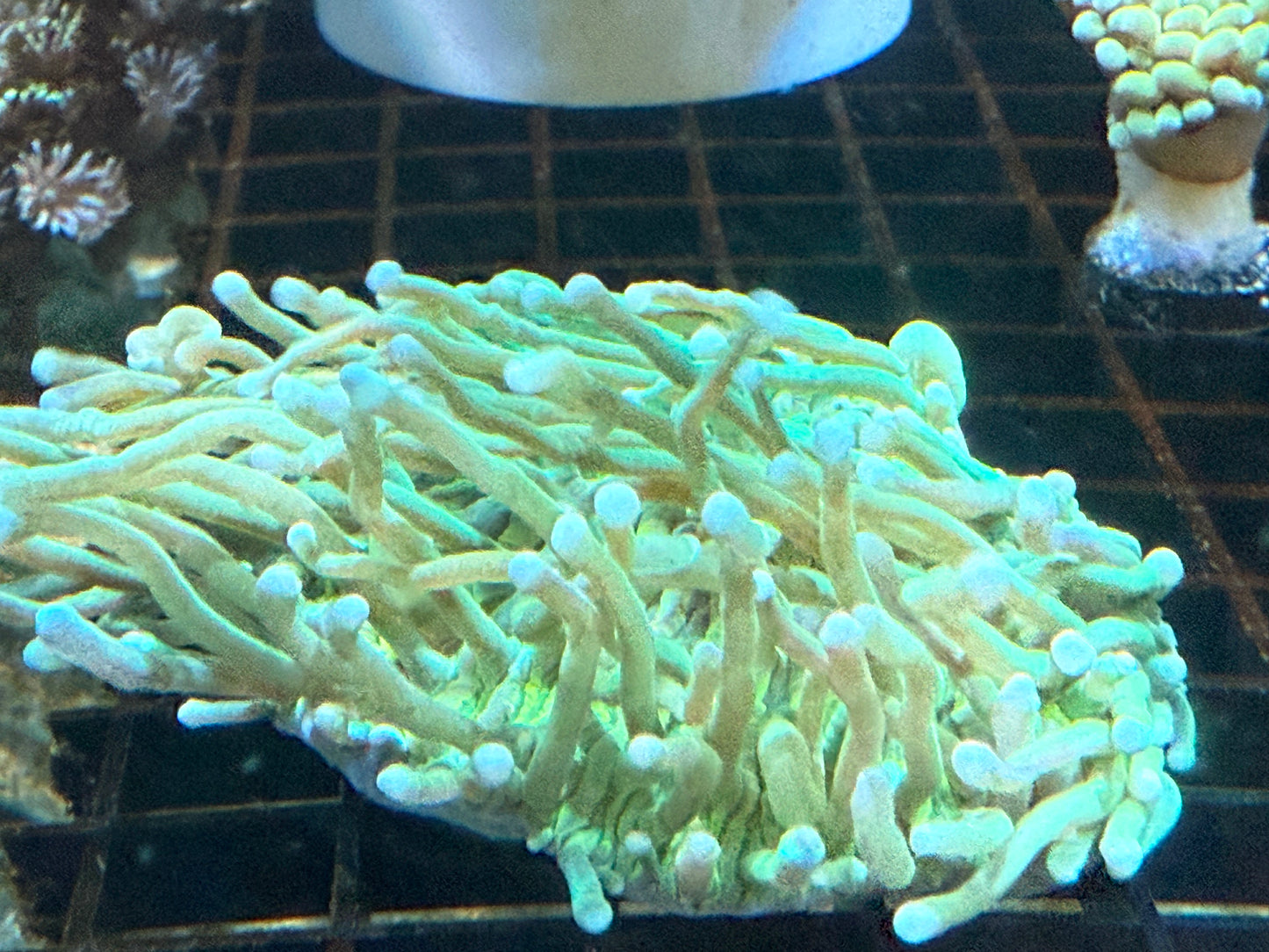 WYSIWYG Super Long Tenticle Green Plate