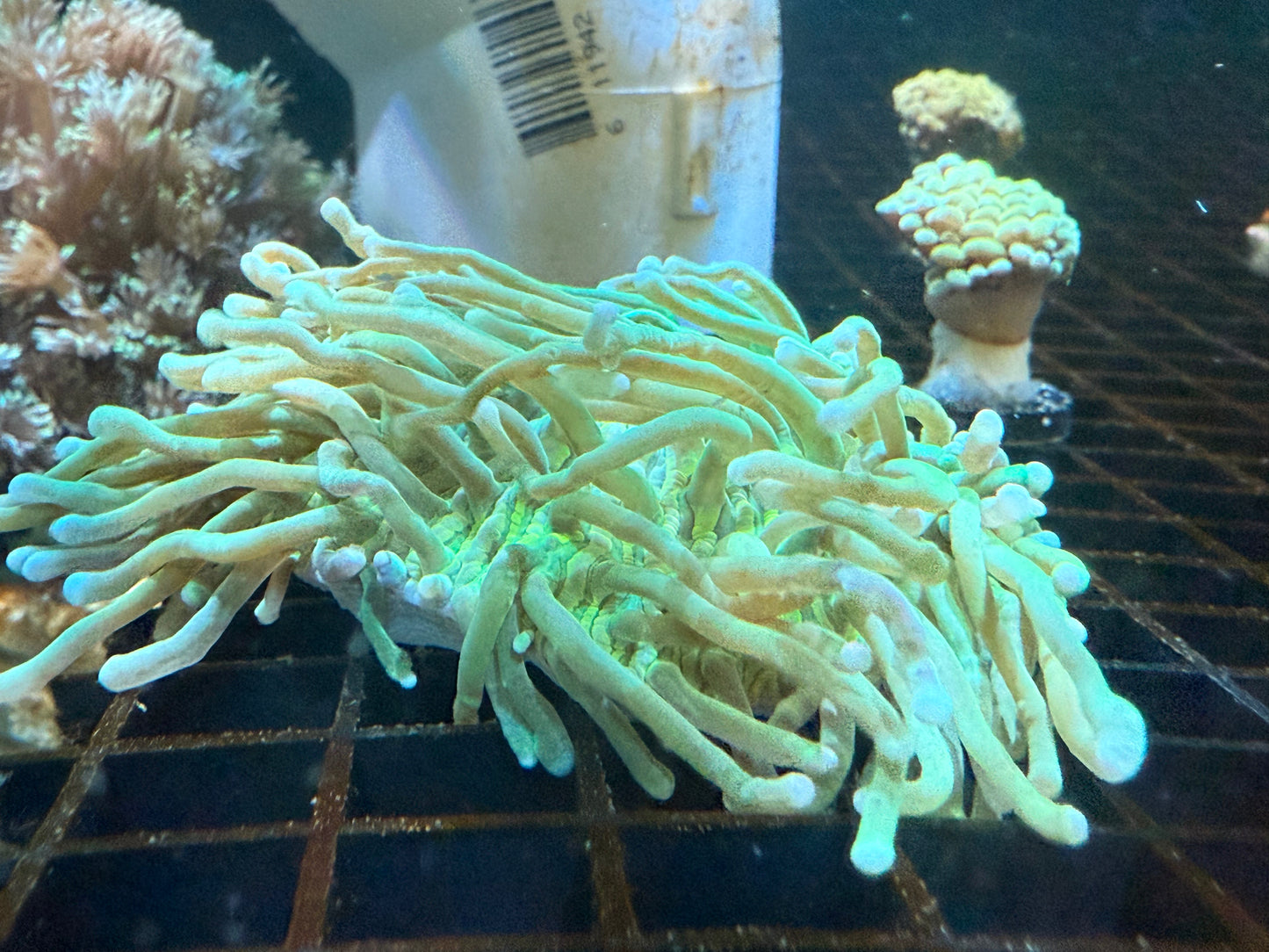 WYSIWYG Super Long Tenticle Green Plate