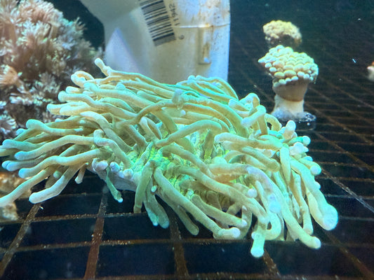 WYSIWYG Super Long Tenticle Green Plate