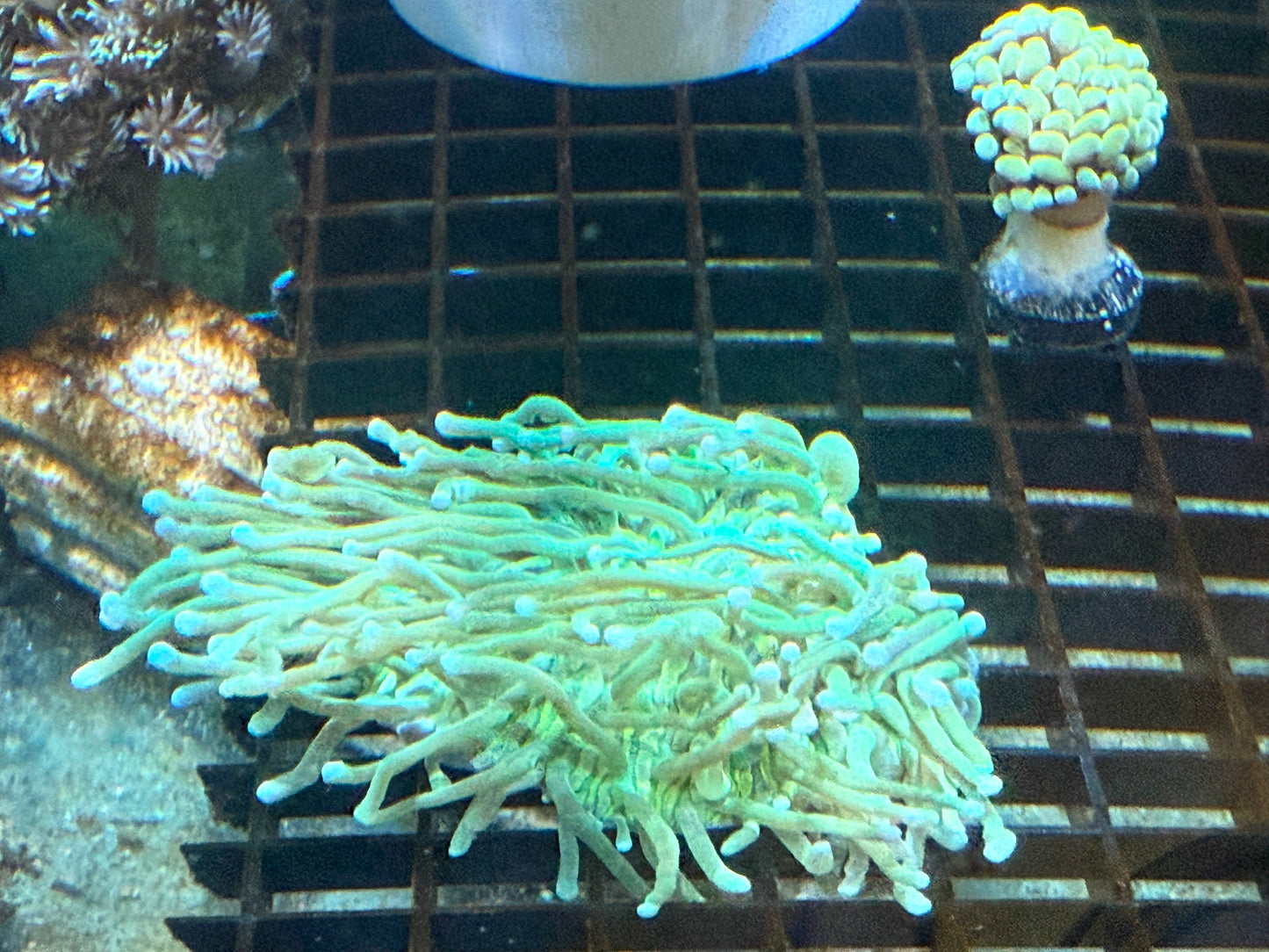 WYSIWYG Super Long Tenticle Green Plate
