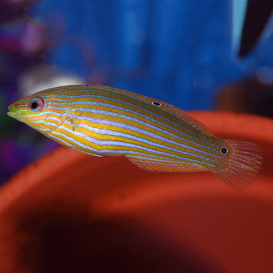 Melanurus Wrasse