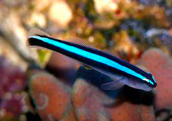Neon Cleaner Goby