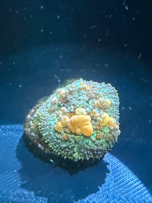 Sunkist Bounce Mushroom