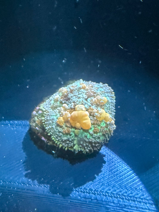 Sunkist Bounce Mushroom