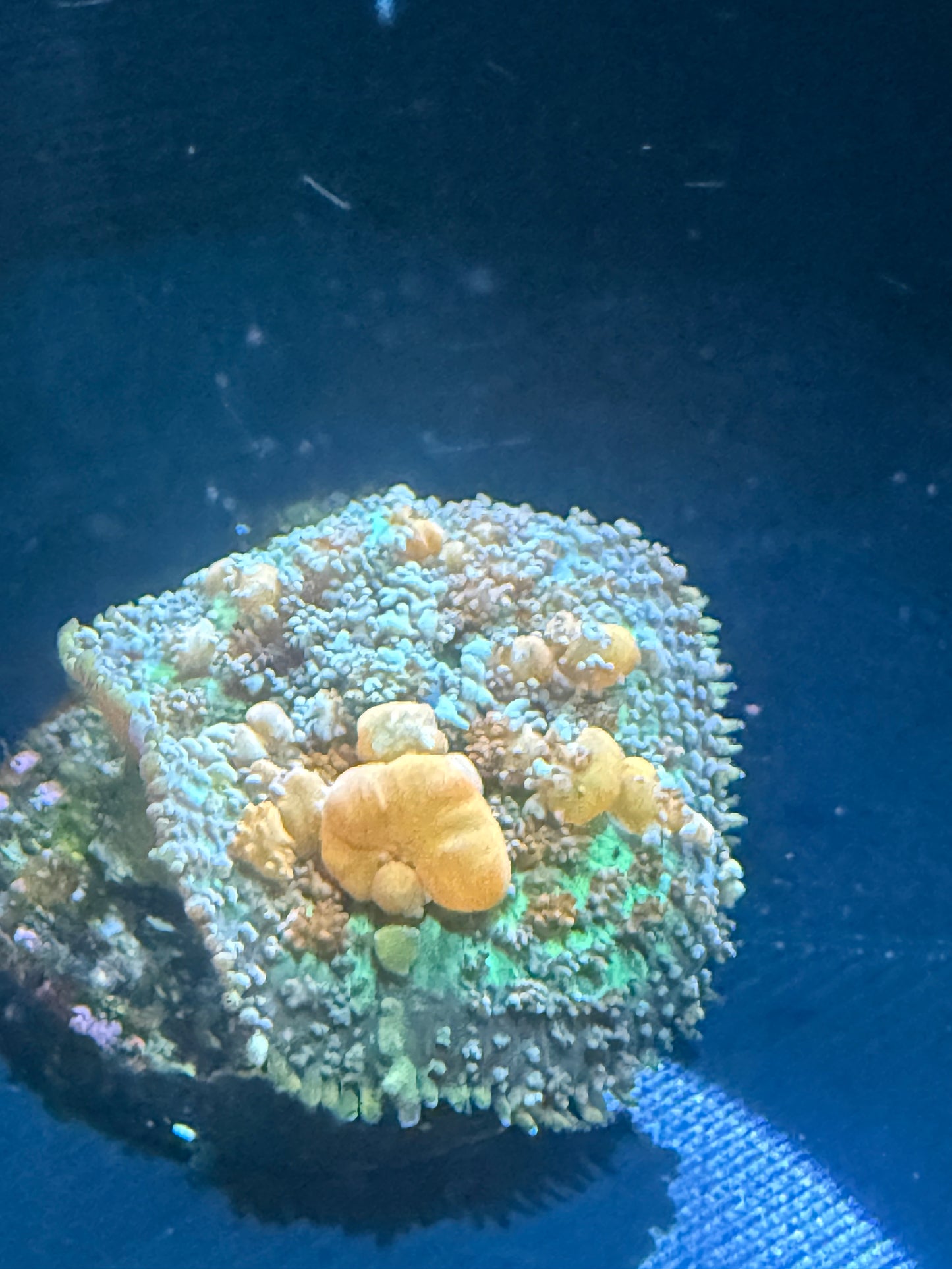 Sunkist Bounce Mushroom