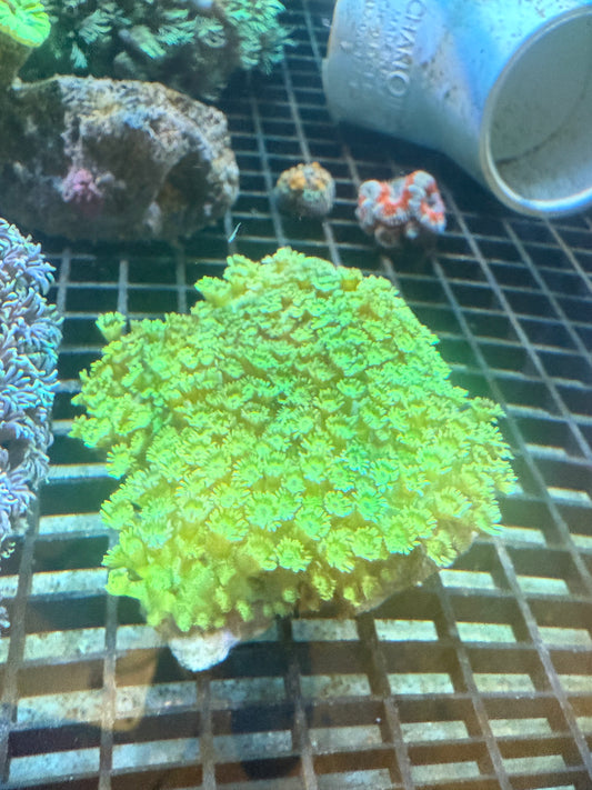 Ultra Tweety’s Yellow Gonipora Rock