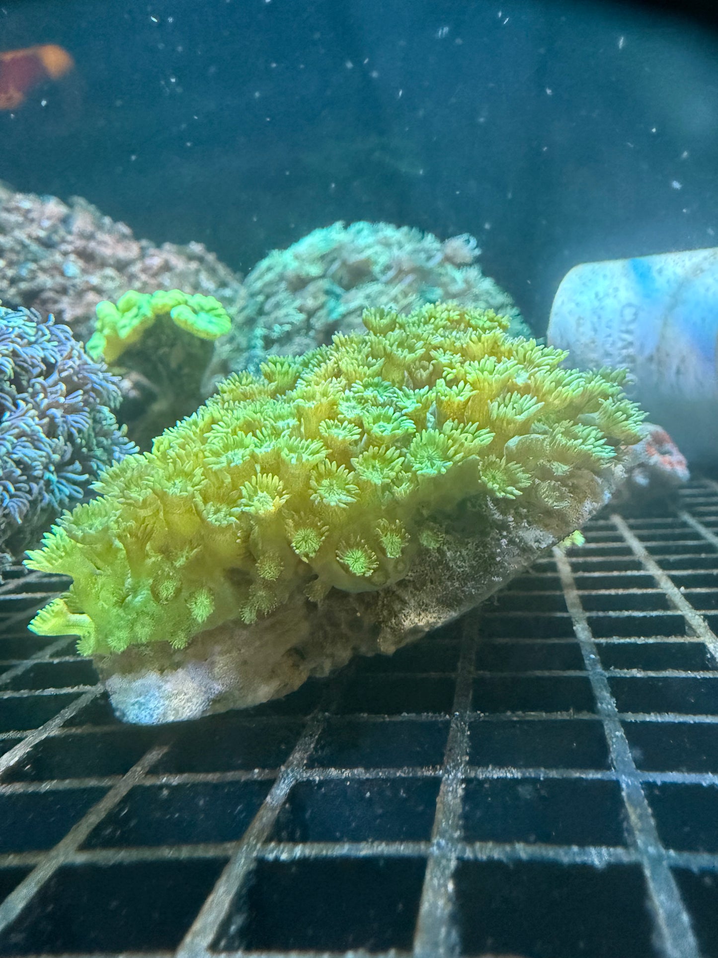 Ultra Tweety’s Yellow Gonipora Rock