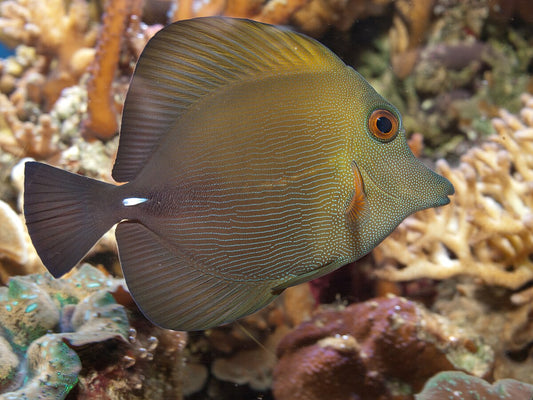Zebrasoma Scopas Tang