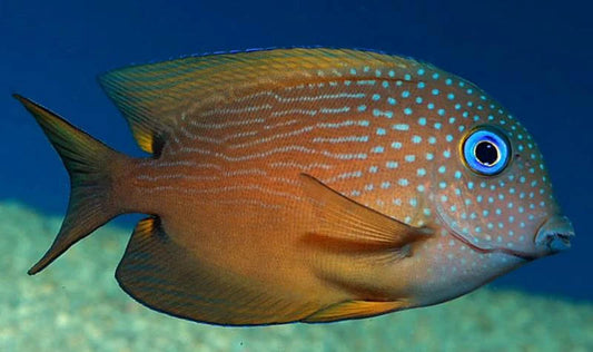 Blue eye Kole tang